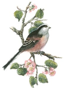 Long tailed tit and cherry blossom by Nell Hill